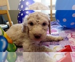 Small Photo #5 Goldendoodle Puppy For Sale in S WALES, NY, USA