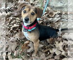 Small Beagle Mix