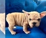 Small Photo #2 French Bulldog Puppy For Sale in PALMDALE, CA, USA