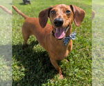 Small #3 Dachshund