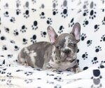 Small Photo #1 French Bulldog Puppy For Sale in LOCUST, NJ, USA