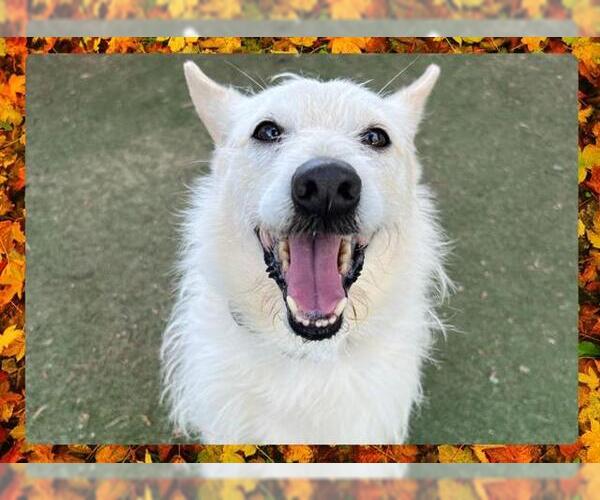 Medium Photo #1 Mutt Puppy For Sale in Ojai, CA, USA