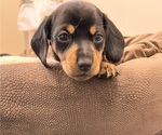 Puppy PURPLE GIRL Dachshund