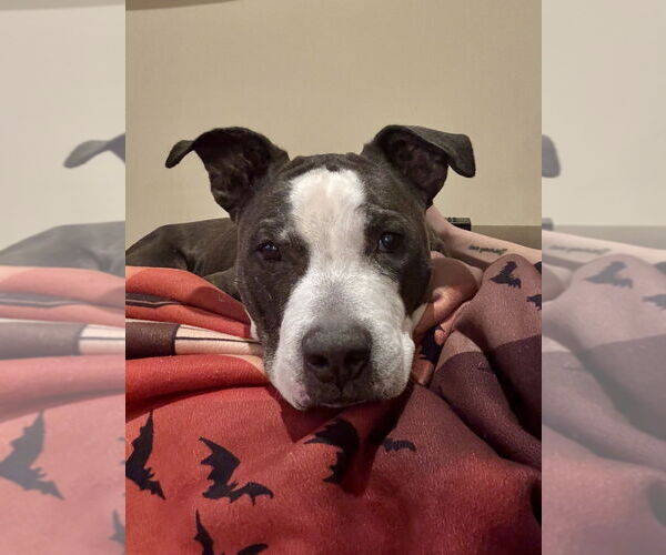 Medium Photo #9 American Pit Bull Terrier-American Staffordshire Terrier Mix Puppy For Sale in Brewster, NY, USA