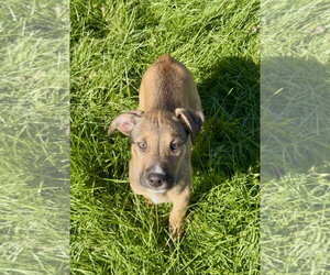 Gerberian Shepsky Dogs for adoption in SHERBURNE, NY, USA