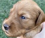 Small #1 Goldendoodle