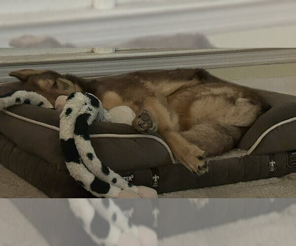 Medium Photo #4 German Shepherd Dog Puppy For Sale in Newfoundland, PA, USA