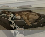 Small #3 German Shepherd Dog