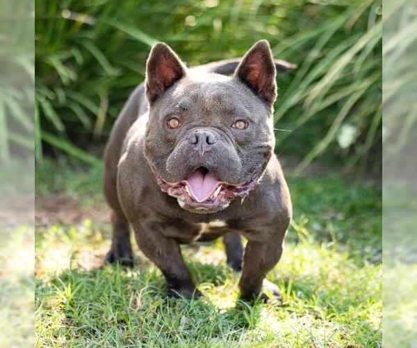 Medium Photo #1 French Bulldog-Unknown Mix Puppy For Sale in Camarillo, CA, USA