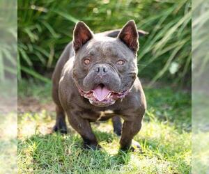 French Bulldog-Unknown Mix Dogs for adoption in Camarillo, CA, USA