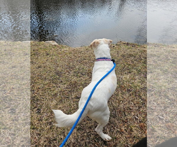 Medium Photo #12 Pug-Unknown Mix Puppy For Sale in Boonton, NJ, USA