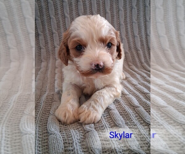 Medium Photo #8 Cavapoo (Miniature) Puppy For Sale in STANLEY, WI, USA