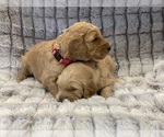 Small Photo #14 Goldendoodle Puppy For Sale in SUGAR LAND, TX, USA