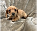 Puppy Puppy 5 Dachshund