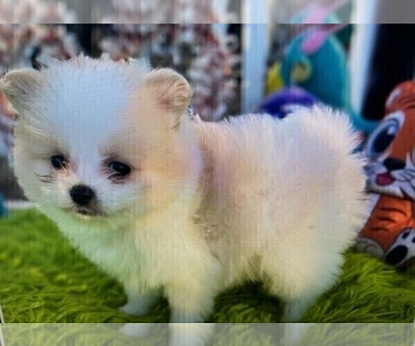 Medium Photo #8 Pomeranian Puppy For Sale in PALM BEACH, FL, USA