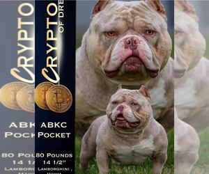 Father of the American Bully puppies born on 10/26/2022