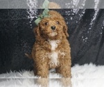 Puppy Captain AKC Poodle (Toy)