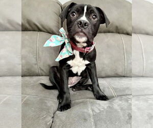 Mutt Dogs for adoption in Princeton, MN, USA