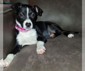 Mutt Dogs for adoption in Brooklyn Center, MN, USA