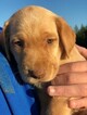 Small Photo #18 Labrador Retriever Puppy For Sale in EATONVILLE, WA, USA