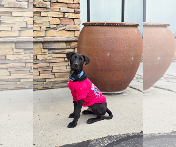 Medium Photo #5 Mutt Puppy For Sale in Sandy, UT, USA