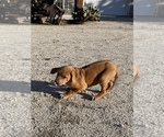 Small Photo #91 Rhodesian Ridgeback Puppy For Sale in MORONGO VALLEY, CA, USA