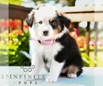 Small #3 Miniature Australian Shepherd