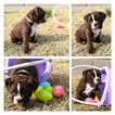 Small Photo #1 Olde English Bulldogge Puppy For Sale in DERBY, KS, USA