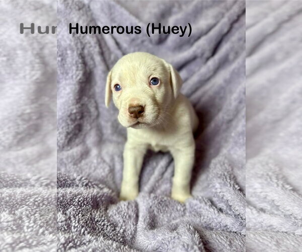 Medium Photo #1 Mutt Puppy For Sale in Duluth, MN, USA