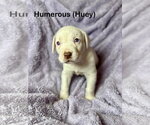 Small Mutt