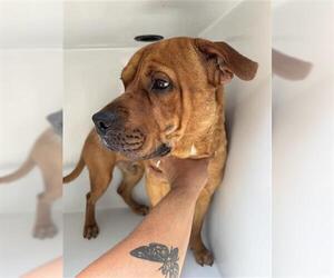 Mutt Dogs for adoption in Houston, TX, USA