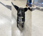Small Australian Shepherd Mix