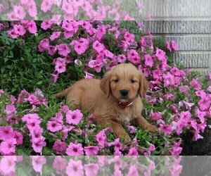 Golden Retriever Puppy for sale in FREDERICKSBURG, OH, USA