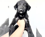 Small #1 Labrador Retriever Mix