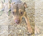 Small #4 American Staffordshire Terrier Mix