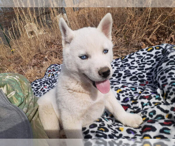 Medium Photo #1 Siberian Husky Puppy For Sale in PIKEVILLE, TN, USA