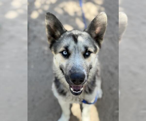 Medium Photo #1 German Shepherd Dog-Unknown Mix Puppy For Sale in Santa Maria, CA, USA
