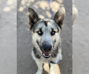German Shepherd Dog-Unknown Mix Dogs for adoption in Santa Maria, CA, USA