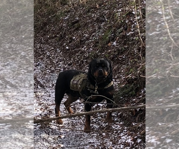 Medium Photo #15 Rottweiler Puppy For Sale in VONORE, TN, USA