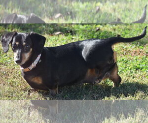 Dixie in TN (looking for a forever foster) - Female Dachshund Dog for Adoption - Photo #6
