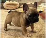 Small French Bulldog