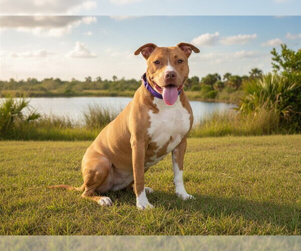 Medium Photo #2 American Bulldog-Unknown Mix Puppy For Sale in Tavares, FL, USA