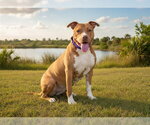Small #1 American Bulldog Mix