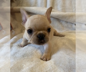 French Bulldog Puppy for sale in JOHNS ISLAND, SC, USA