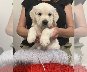 English Cream Golden Retriever Puppy for sale in QUEEN CREEK, AZ, USA