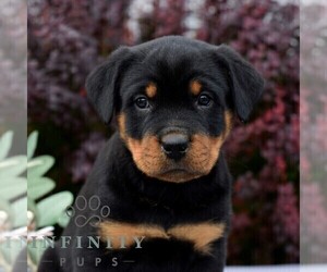 Rottweiler Puppy for sale in AARONSBURG, PA, USA