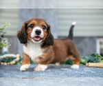 Puppy Christopher Dachshund