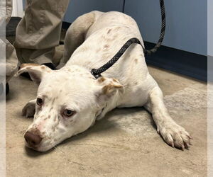 American Bulldog-Australian Shepherd Mix Dogs for adoption in Pryor, OK, USA