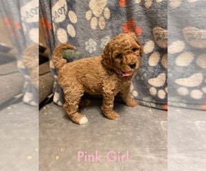 Goldendoodle-Poodle (Miniature) Mix Puppy for sale in DAYTON, VA, USA