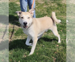 Small #7 Siberian Husky Mix